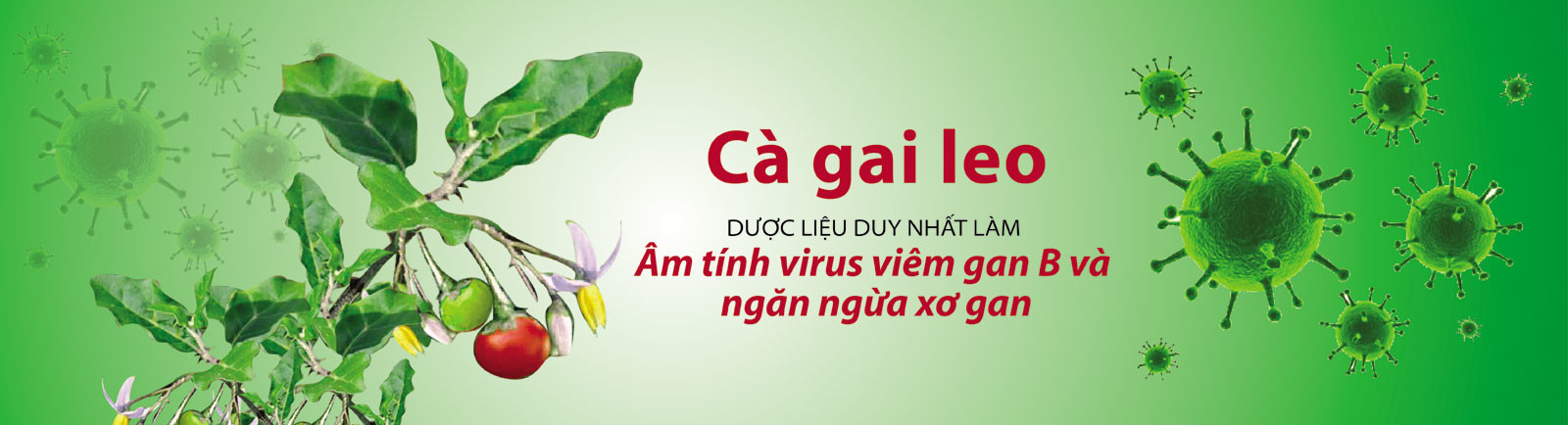 cao cà gai leo